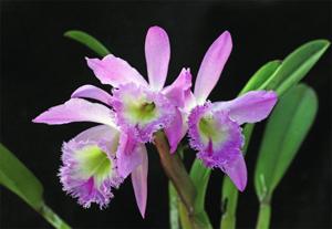 Rhyncholaeliocattleya Nestor