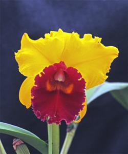 Rhyncholaeliocattleya Hsinying Gold