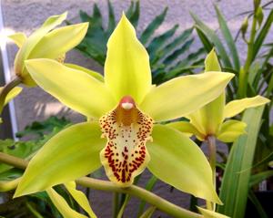 Cymbidium San Miguel