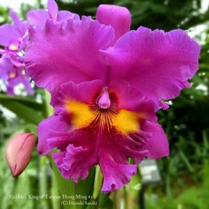 Rhyncholaeliocattleya King of Taiwan