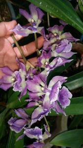 Zygonisia Murasakikomachi