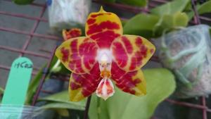 Phalaenopsis Zheng Min Toucan