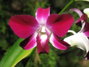 Dendrobium Sabine