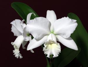 Cattleya Hawaiian Wedding Song