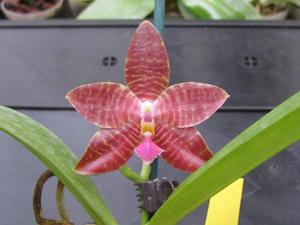 Phalaenopsis Chienlung Sunshine