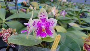 Phalaenopsis Zheng Min Oriole