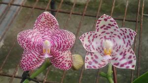 Phalaenopsis Zheng Min Zebra