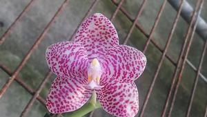 Phalaenopsis Zheng Min Zebra