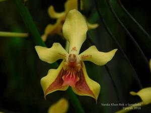 Vanda Udorn City