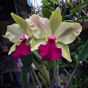 Rhyncholaeliocattleya Chinese Bronze