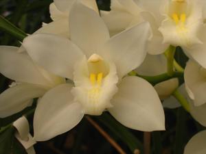 Cymbidium Portuguese Passion