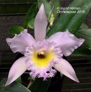 Rhyncholaeliocattleya Joyce Jewell