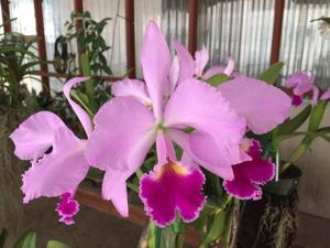 Cattleya Labi-Royal