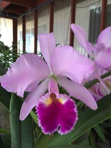 Cattleya Labi-Royal