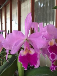 Cattleya Amabilis