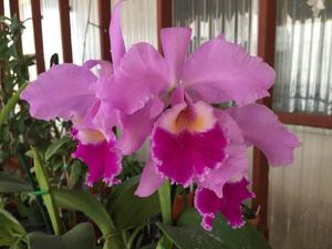 Cattleya Amabilis