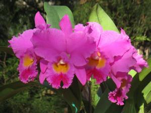 Rhyncholaeliocattleya Purple Passion