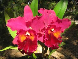 Rhyncholaeliocattleya Hausermann's Treasure