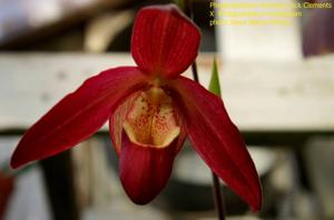 Phragmipedium Noirmont