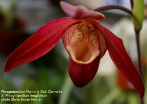 Phragmipedium Noirmont