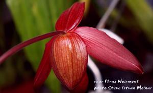 Phragmipedium Noirmont