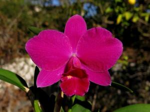 Cattleya Seagulls Crawfish Pie