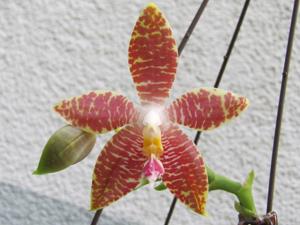 Phalaenopsis CTL Ambo Tetralacea