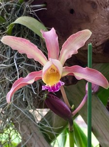 Laeliocatanthe Taiwan Orange