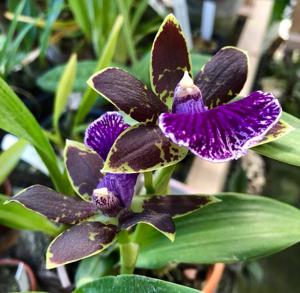 Zygopetalum Advance Australia