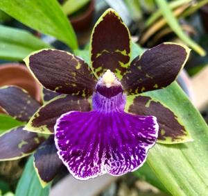 Zygopetalum Advance Australia