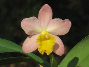 Cattleya Crystelle Smith