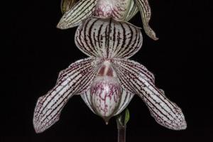 <i>Paphiopedilum</i> Woluwense