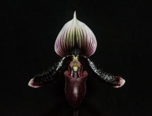 Paphiopedilum Hsinying Alien