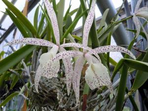 Brassocattleya Frank Grezaffi