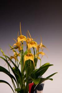 Masdevallia Peaches and Cream