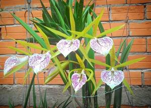 Brassocattleya Nakornpathome Silver