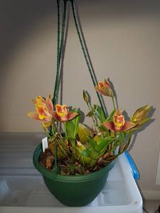 Lycaste Taurus