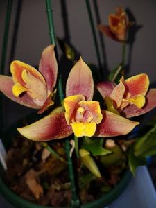 Lycaste Taurus