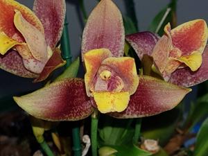 Lycaste Taurus