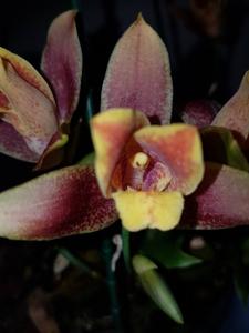 Lycaste Taurus