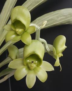 Catasetum Araújo