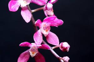 Plectochilus Austral Triumph