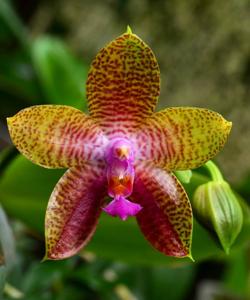 Phalaenopsis Memoria Margarete Buchholz