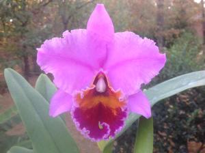 Rhyncholaeliocattleya Holiday Eye Candy