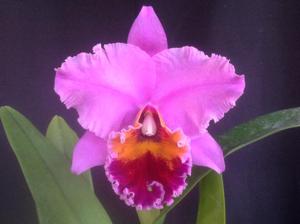 Rhyncholaeliocattleya Holiday Eye Candy