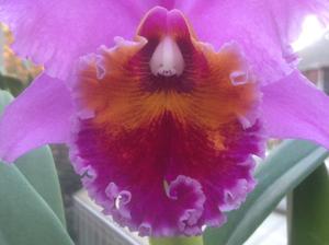 Rhyncholaeliocattleya Holiday Eye Candy