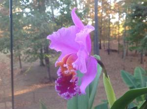 Rhyncholaeliocattleya Holiday Eye Candy