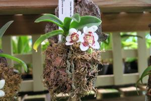 Sarcochilus Weinhart