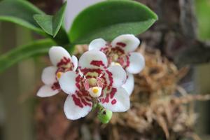 Sarcochilus Weinhart