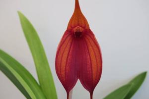 Masdevallia Prince Charming